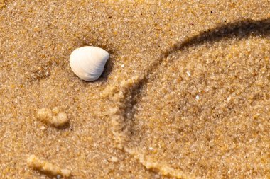 Issız, pürüzsüz, beyaz ve mavi deniz tarağı kabuğu kaba, altın kum üzerinde uzanır ve minimalist bir plaj sahnesi yaratır. Kumun dokusu kabuğun pürüzsüz yüzeyi ile çelişiyor..