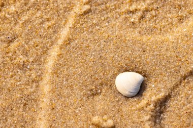 Issız, pürüzsüz, beyaz ve mavi deniz tarağı kabuğu kaba, altın kum üzerinde uzanır ve minimalist bir plaj sahnesi yaratır. Kumun dokusu kabuğun pürüzsüz yüzeyi ile çelişiyor..