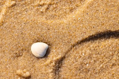 Issız, pürüzsüz, beyaz ve mavi deniz tarağı kabuğu kaba, altın kum üzerinde uzanır ve minimalist bir plaj sahnesi yaratır. Kumun dokusu kabuğun pürüzsüz yüzeyi ile çelişiyor..