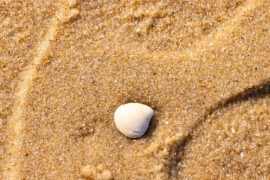 Issız, pürüzsüz, beyaz ve mavi deniz tarağı kabuğu kaba, altın kum üzerinde uzanır ve minimalist bir plaj sahnesi yaratır. Kumun dokusu kabuğun pürüzsüz yüzeyi ile çelişiyor..