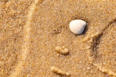 Issız, pürüzsüz, beyaz ve mavi deniz tarağı kabuğu kaba, altın kum üzerinde uzanır ve minimalist bir plaj sahnesi yaratır. Kumun dokusu kabuğun pürüzsüz yüzeyi ile çelişiyor..