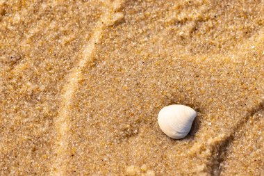 Issız, pürüzsüz, beyaz ve mavi deniz tarağı kabuğu kaba, altın kum üzerinde uzanır ve minimalist bir plaj sahnesi yaratır. Kumun dokusu kabuğun pürüzsüz yüzeyi ile çelişiyor..