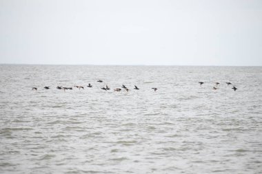 Bir kara kuş sürüsü, sessiz ve bulutlu bir gökyüzünün altındaki uçsuz bucaksız gri okyanusun dalgalı yüzeyinde alçaktan uçar. Hareket halindeki özgürlük.