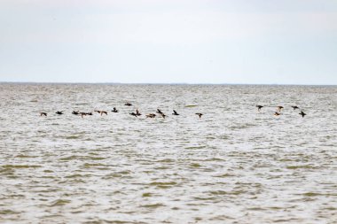 Bir kara kuş sürüsü, sessiz ve bulutlu bir gökyüzünün altındaki uçsuz bucaksız gri okyanusun dalgalı yüzeyinde alçaktan uçar. Hareket halindeki özgürlük.