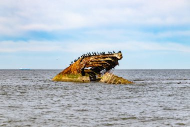 Paslı bir gemi enkazı, kısmen sakin okyanus sularına batmış, solgun bir gökyüzüne karşı bir dizi kara karabatak kuşu için bir levrek görevi görüyor. Doğa çürümeyi geri alır..