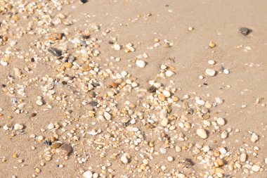 Sahildeki altın kum yoğun bir şekilde çeşitli küçük deniz kabukları ve çakıl taşlarıyla kaplıdır. Dokulu, doğal bir yüzey detayı.