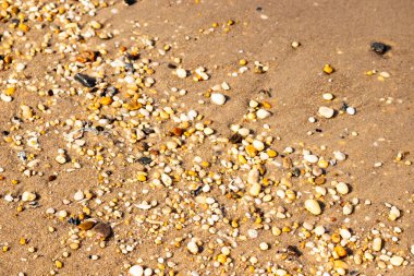 Sahildeki altın kum yoğun bir şekilde çeşitli küçük deniz kabukları ve çakıl taşlarıyla kaplıdır. Dokulu, doğal bir yüzey detayı.