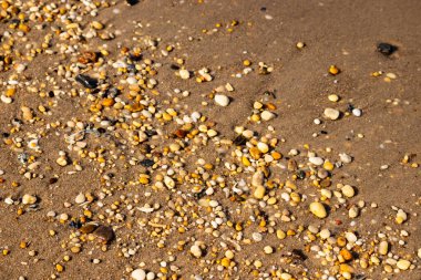 Sahildeki altın kum yoğun bir şekilde çeşitli küçük deniz kabukları ve çakıl taşlarıyla kaplıdır. Dokulu, doğal bir yüzey detayı.