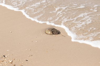 At nalı yengeci, eski bir deniz yaşamı, kumlu bir plajda dinlenir, yumuşak dalgalar kıyıya vurur. Benzersiz şekli ve dokusu kumda ve deniz köpüğünde göze çarpar..