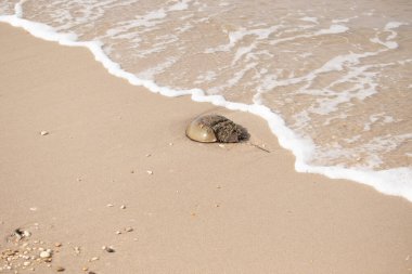 At nalı yengeci, eski bir deniz yaşamı, kumlu bir plajda dinlenir, yumuşak dalgalar kıyıya vurur. Benzersiz şekli ve dokusu kumda ve deniz köpüğünde göze çarpar..