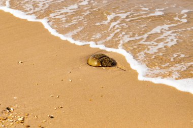 At nalı yengeci, eski bir deniz yaşamı, kumlu bir plajda dinlenir, yumuşak dalgalar kıyıya vurur. Benzersiz şekli ve dokusu kumda ve deniz köpüğünde göze çarpar..