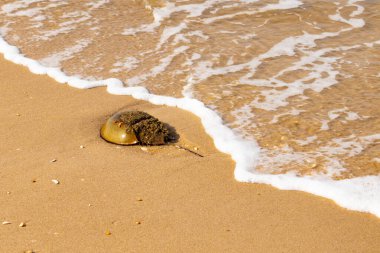At nalı yengeci, eski bir deniz yaşamı, kumlu bir plajda dinlenir, yumuşak dalgalar kıyıya vurur. Benzersiz şekli ve dokusu kumda ve deniz köpüğünde göze çarpar..