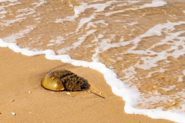 At nalı yengeci, eski bir deniz yaşamı, kumlu bir plajda dinlenir, yumuşak dalgalar kıyıya vurur. Benzersiz şekli ve dokusu kumda ve deniz köpüğünde göze çarpar..