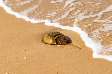 At nalı yengeci, eski bir deniz yaşamı, kumlu bir plajda dinlenir, yumuşak dalgalar kıyıya vurur. Benzersiz şekli ve dokusu kumda ve deniz köpüğünde göze çarpar..