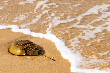 At nalı yengeci, eski bir deniz yaşamı, kumlu bir plajda dinlenir, yumuşak dalgalar kıyıya vurur. Benzersiz şekli ve dokusu kumda ve deniz köpüğünde göze çarpar..