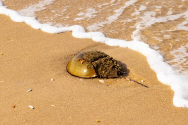 At nalı yengeci, eski bir deniz yaşamı, kumlu bir plajda dinlenir, yumuşak dalgalar kıyıya vurur. Benzersiz şekli ve dokusu kumda ve deniz köpüğünde göze çarpar..