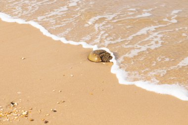 At nalı yengeci, eski bir deniz yaşamı, kumlu bir plajda dinlenir, yumuşak dalgalar kıyıya vurur. Benzersiz şekli ve dokusu kumda ve deniz köpüğünde göze çarpar..