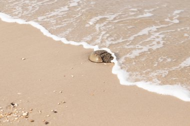 At nalı yengeci, eski bir deniz yaşamı, kumlu bir plajda dinlenir, yumuşak dalgalar kıyıya vurur. Benzersiz şekli ve dokusu kumda ve deniz köpüğünde göze çarpar..
