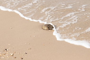 At nalı yengeci, eski bir deniz yaşamı, kumlu bir plajda dinlenir, yumuşak dalgalar kıyıya vurur. Benzersiz şekli ve dokusu kumda ve deniz köpüğünde göze çarpar..
