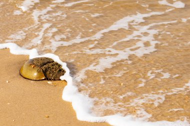 At nalı yengeci, eski bir deniz yaşamı, kumlu bir plajda dinlenir, yumuşak dalgalar kıyıya vurur. Benzersiz şekli ve dokusu kumda ve deniz köpüğünde göze çarpar..