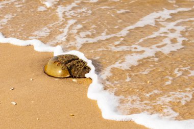 At nalı yengeci, eski bir deniz yaşamı, kumlu bir plajda dinlenir, yumuşak dalgalar kıyıya vurur. Benzersiz şekli ve dokusu kumda ve deniz köpüğünde göze çarpar..