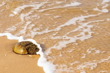 At nalı yengeci, eski bir deniz yaşamı, kumlu bir plajda dinlenir, yumuşak dalgalar kıyıya vurur. Benzersiz şekli ve dokusu kumda ve deniz köpüğünde göze çarpar..