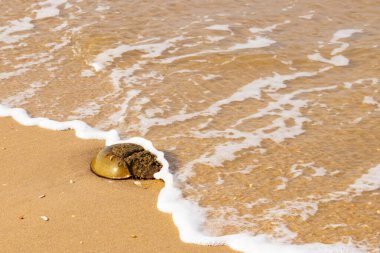 At nalı yengeci, eski bir deniz yaşamı, kumlu bir plajda dinlenir, yumuşak dalgalar kıyıya vurur. Benzersiz şekli ve dokusu kumda ve deniz köpüğünde göze çarpar..