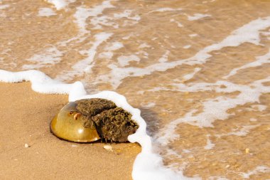 At nalı yengeci, eski bir deniz yaşamı, kumlu bir plajda dinlenir, yumuşak dalgalar kıyıya vurur. Benzersiz şekli ve dokusu kumda ve deniz köpüğünde göze çarpar..