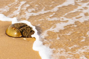 At nalı yengeci, eski bir deniz yaşamı, kumlu bir plajda dinlenir, yumuşak dalgalar kıyıya vurur. Benzersiz şekli ve dokusu kumda ve deniz köpüğünde göze çarpar..