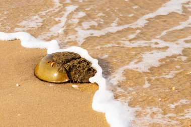At nalı yengeci, eski bir deniz yaşamı, kumlu bir plajda dinlenir, yumuşak dalgalar kıyıya vurur. Benzersiz şekli ve dokusu kumda ve deniz köpüğünde göze çarpar..