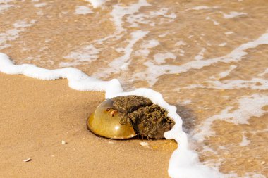 At nalı yengeci, eski bir deniz yaşamı, kumlu bir plajda dinlenir, yumuşak dalgalar kıyıya vurur. Benzersiz şekli ve dokusu kumda ve deniz köpüğünde göze çarpar..