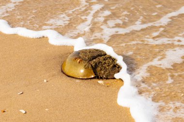 At nalı yengeci, eski bir deniz yaşamı, kumlu bir plajda dinlenir, yumuşak dalgalar kıyıya vurur. Benzersiz şekli ve dokusu kumda ve deniz köpüğünde göze çarpar..