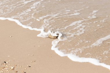At nalı yengeci, eski bir deniz yaşamı, kumlu bir plajda dinlenir, yumuşak dalgalar kıyıya vurur. Benzersiz şekli ve dokusu kumda ve deniz köpüğünde göze çarpar..