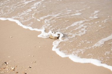 At nalı yengeci, eski bir deniz yaşamı, kumlu bir plajda dinlenir, yumuşak dalgalar kıyıya vurur. Benzersiz şekli ve dokusu kumda ve deniz köpüğünde göze çarpar..