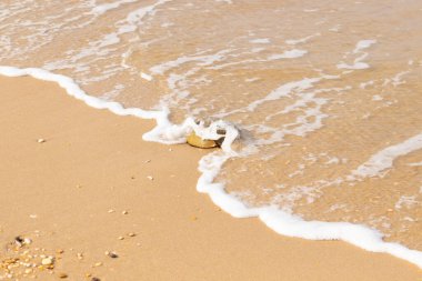 At nalı yengeci, eski bir deniz yaşamı, kumlu bir plajda dinlenir, yumuşak dalgalar kıyıya vurur. Benzersiz şekli ve dokusu kumda ve deniz köpüğünde göze çarpar..