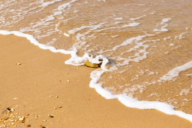 At nalı yengeci, eski bir deniz yaşamı, kumlu bir plajda dinlenir, yumuşak dalgalar kıyıya vurur. Benzersiz şekli ve dokusu kumda ve deniz köpüğünde göze çarpar..