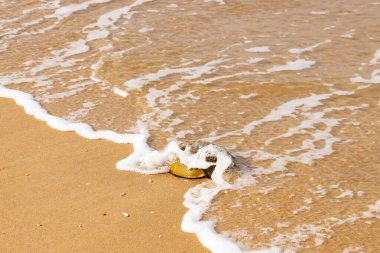 At nalı yengeci, eski bir deniz yaşamı, kumlu bir plajda dinlenir, yumuşak dalgalar kıyıya vurur. Benzersiz şekli ve dokusu kumda ve deniz köpüğünde göze çarpar..