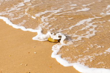 At nalı yengeci, eski bir deniz yaşamı, kumlu bir plajda dinlenir, yumuşak dalgalar kıyıya vurur. Benzersiz şekli ve dokusu kumda ve deniz köpüğünde göze çarpar..