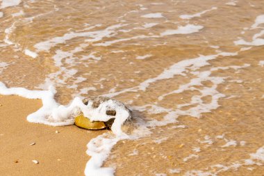 At nalı yengeci, eski bir deniz yaşamı, kumlu bir plajda dinlenir, yumuşak dalgalar kıyıya vurur. Benzersiz şekli ve dokusu kumda ve deniz köpüğünde göze çarpar..