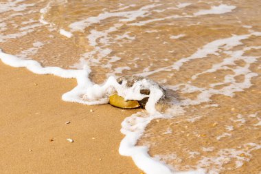 At nalı yengeci, eski bir deniz yaşamı, kumlu bir plajda dinlenir, yumuşak dalgalar kıyıya vurur. Benzersiz şekli ve dokusu kumda ve deniz köpüğünde göze çarpar..