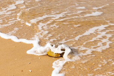 At nalı yengeci, eski bir deniz yaşamı, kumlu bir plajda dinlenir, yumuşak dalgalar kıyıya vurur. Benzersiz şekli ve dokusu kumda ve deniz köpüğünde göze çarpar..