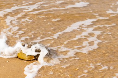 At nalı yengeci, eski bir deniz yaşamı, kumlu bir plajda dinlenir, yumuşak dalgalar kıyıya vurur. Benzersiz şekli ve dokusu kumda ve deniz köpüğünde göze çarpar..