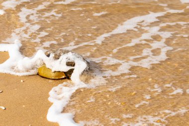 At nalı yengeci, eski bir deniz yaşamı, kumlu bir plajda dinlenir, yumuşak dalgalar kıyıya vurur. Benzersiz şekli ve dokusu kumda ve deniz köpüğünde göze çarpar..