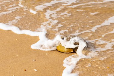 At nalı yengeci, eski bir deniz yaşamı, kumlu bir plajda dinlenir, yumuşak dalgalar kıyıya vurur. Benzersiz şekli ve dokusu kumda ve deniz köpüğünde göze çarpar..