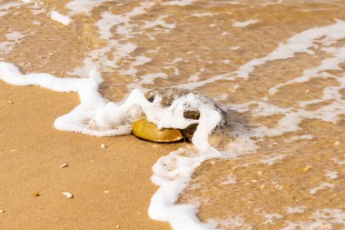 At nalı yengeci, eski bir deniz yaşamı, kumlu bir plajda dinlenir, yumuşak dalgalar kıyıya vurur. Benzersiz şekli ve dokusu kumda ve deniz köpüğünde göze çarpar..