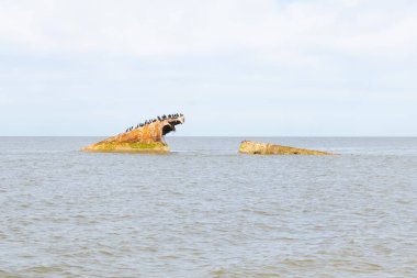 Bir gemi enkazının paslı kalıntıları, sayısız siyah kuşa tüneme olanağı sağlayan sakin, koyu mavi denizden ortaya çıkar. Gökyüzü bulutlu. Cape May New Jersey 'de perili sahil manzarası.
