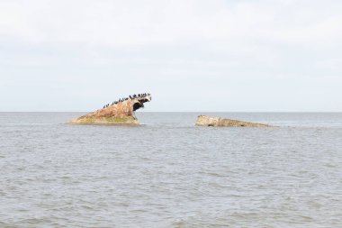 Bir gemi enkazının paslı kalıntıları, sayısız siyah kuşa tüneme olanağı sağlayan sakin, koyu mavi denizden ortaya çıkar. Gökyüzü bulutlu. Cape May New Jersey 'de perili sahil manzarası.