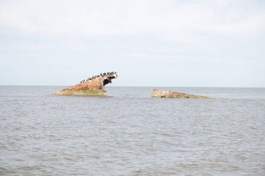 Bir gemi enkazının paslı kalıntıları, sayısız siyah kuşa tüneme olanağı sağlayan sakin, koyu mavi denizden ortaya çıkar. Gökyüzü bulutlu. Cape May New Jersey 'de perili sahil manzarası.
