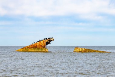 Bir gemi enkazının paslı kalıntıları, sayısız siyah kuşa tüneme olanağı sağlayan sakin, koyu mavi denizden ortaya çıkar. Gökyüzü bulutlu. Cape May New Jersey 'de perili sahil manzarası.