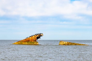 Bir gemi enkazının paslı kalıntıları, sayısız siyah kuşa tüneme olanağı sağlayan sakin, koyu mavi denizden ortaya çıkar. Gökyüzü bulutlu. Cape May New Jersey 'de perili sahil manzarası.